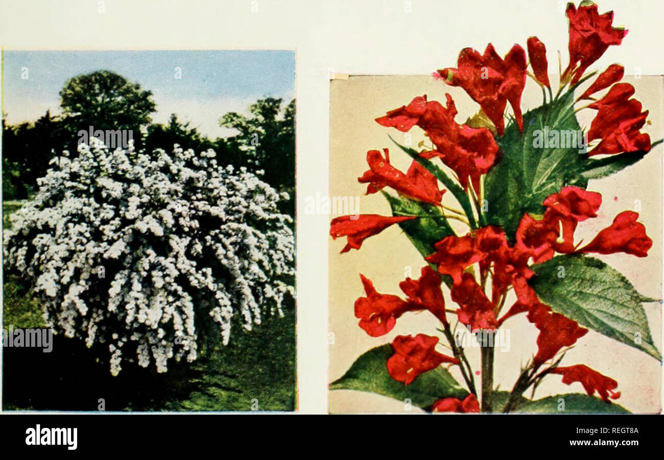 . Columbia & Okanogan Nursery Company fall 1953 spring 1954