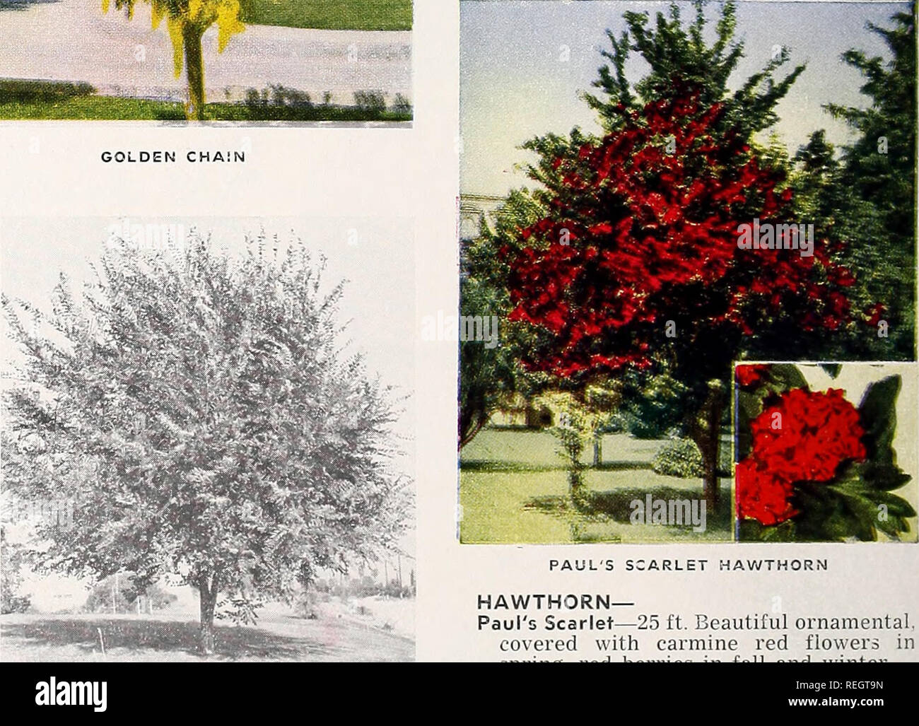 . Columbia &amp; Okanogan Nursery Company : fall 1952 spring 1953. Nurseries (Horticulture) South Carolina Catalogs; Fruit trees South Carolina Catalogs; Roses South Carolina Catalogs; Flowering shrubs South Carolina Catalogs; Trees South Carolina Catalogs; Shade trees South Carolina Catalogs. CHINESE ELM HAWTHORN— Paul's Scarlet—25 ft. Beautiful ornamental, covered with carmine red flowers in spring, red berries in fall and winter. 5- 6 ft. - $3.00 6- 8 ft $4.00. Please note that these images are extracted from scanned page images that may have been digitally enhanced for readability - colora Stock Photo