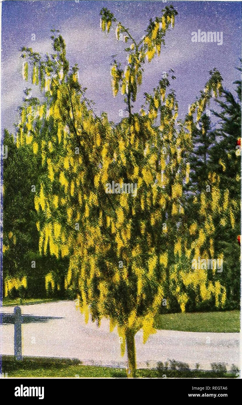 . Columbia & Okanogan Nursery Company fall 1952 spring 1953