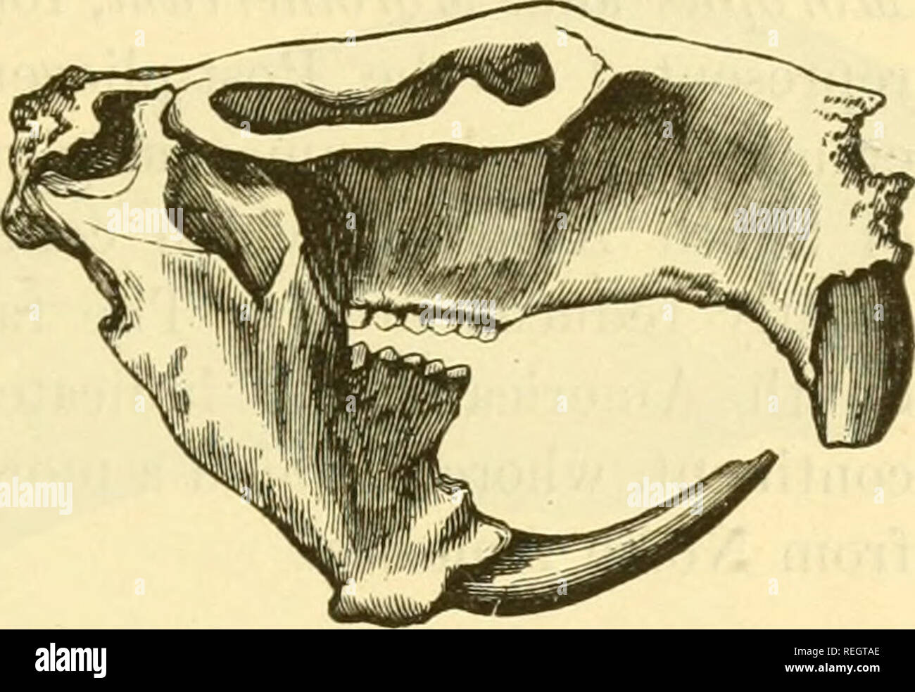 . College collection of palaeontology. MAMMALIA. 29 Guinea-pig, Porcupine, Hare and Capybara, all have perfect clavicles. The skeleton is slight and feeble. The Beaver and Capybara are now the giants of the order; but the Muridce are the typical family. No unequivocal evidence has been obtained of remains of rodents in strata more ancient than the Eocene Tertiary, but they are frequent in the lowest fresh-water Eocene, belonging to the Squirrel family. The hares appear in the Middle Miocene. In the Pliocene most species belong to existing genera. The fossils are chieflv found in lacustrine mar Stock Photo