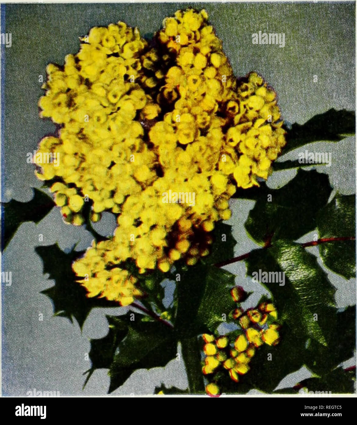 . Columbia & Okanogan Nursery Company fall 1952 spring 1953