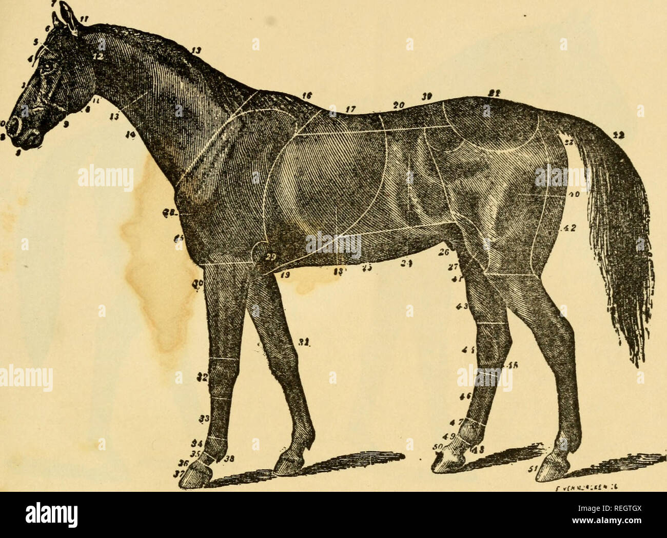 Testicles Stock Photos & Testicles Stock Images Alamy