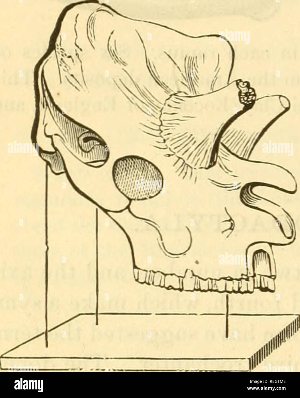 . College collection of palaeontology. 18 vertf:brata. The two plans of foot structure are found in the Tertiary with both kinds of dentition, but no species survive witli the &quot;inadaptive&quot; plan. The Camels and Llamas diverged from the primitive stock in the Eocene, and became in the Pliocene the most abundant of the larger animals, except the Horse family. The hollow-horned rumi- nants appeared in Europe in the Miocene, but have not been found in America earlier than the Pliocene. The true Sheep, Goats, Giraffe, Hippopotamus, and Old World Suillines {Stts, Porous, Phacochoerus), have Stock Photo