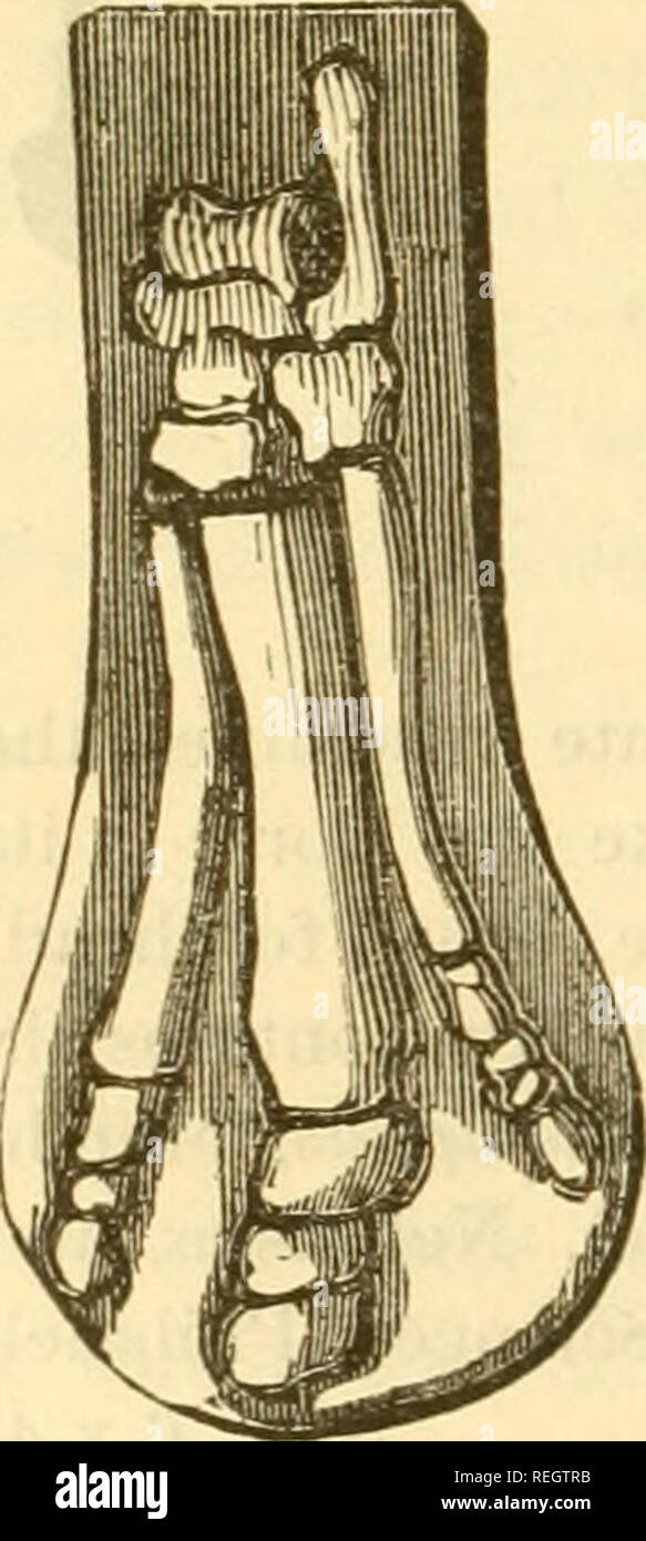 Tapir Foot High Resolution Stock Photography And Images Alamy https www alamy com college collection of palaeontology no 20 ill palaeotherium crassum cuv left hind foot cast the palteotlierium had three toes before and behind each terminated hy a hoof the middle one being the largest this species had short thick feet and may have stood about thirty inches in height it had the limbs of the modern tapir with one toe less on the fore foot this specimen is from the same locality and museum as the preceding size 13 x 5 family rhinocerotid ffi this family lias many representatives and a long line of ancestry in the tertiary amynodon from the upper eocen image232710671 html