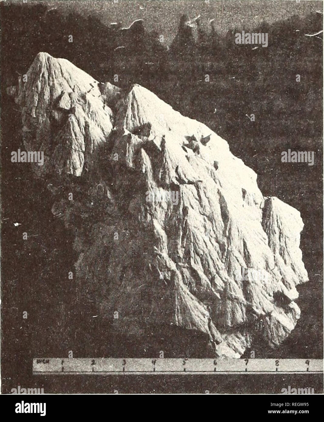 . Collected reprints, Essa Institute for Oceanography. Oceanography Periodicals.. i.. Figure 3. A shatter dolomite slab fiom the Sierra Madera structure, a presumed astrobleme in Texas. Note the common orientation of the cones and the horse- tall effect which is the hallmark of shatter cones. Figure 1 . A large block of shatter-coned Knox dolomite from the center of the Wells Creek crypto-exploslon structure in Tennessee. Note common orientation of the cone axes.. Please note that these images are extracted from scanned page images that may have been digitally enhanced for readability - colora Stock Photo