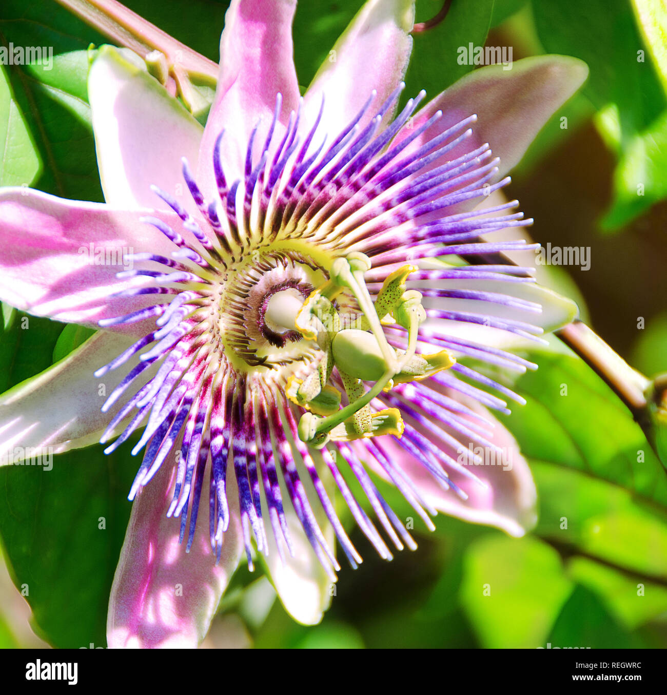Mauve passion flower hires stock photography and images Alamy