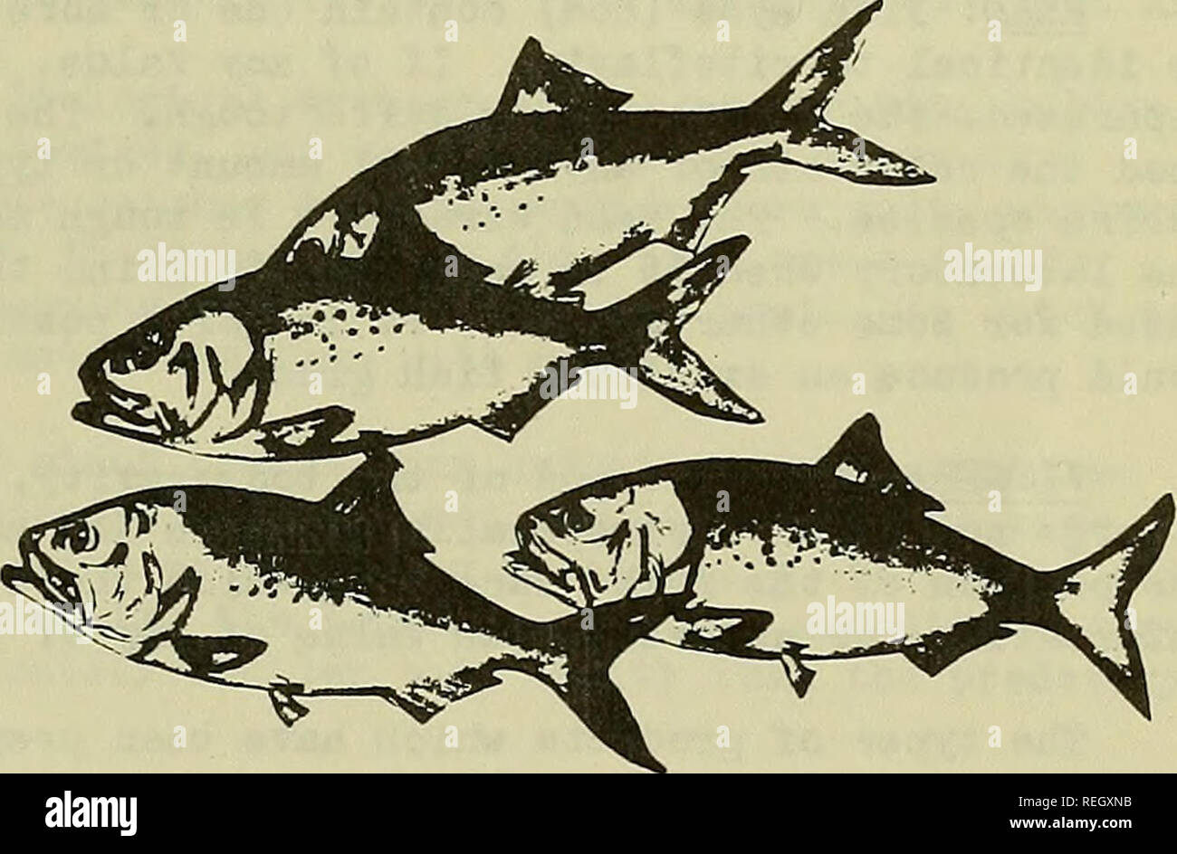 . Commercial fisheries review. Fisheries; Fish trade. Novem-ber 1951 - Supplement COMMERCIAL FISHERIES EB7IEW 11 CHEMISTRY OF MENHADEN: Report on Literature Study By C. F. Lee* INTRODUCTION A STirvey of the literature pertaining to menhaden, and to the non-food and byproduct use of fish in general, was undertaken vd.th two ohjectives in mind: to provide a 'background for the selection of the particular phase of the chemistry of menhaden which would be the Initial research project of this laboratory; and to stimulate interest of other laboratories or individuals in the study of some of the poss Stock Photo