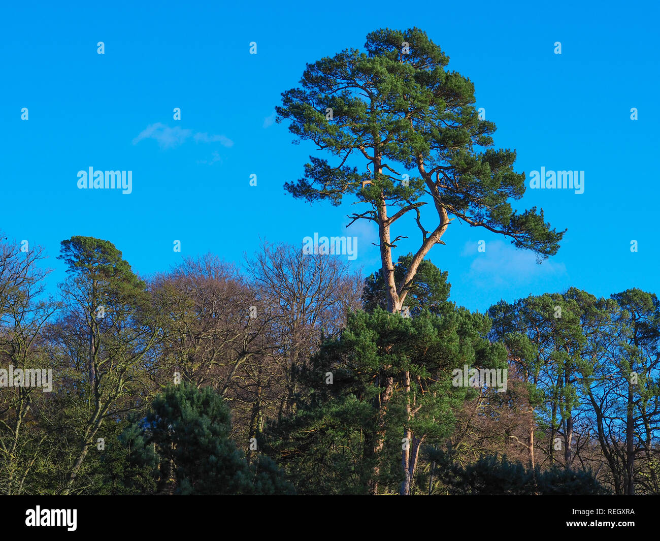 Tall pine tree towering above other trees in a wood with a vivid blue sky Stock Photo