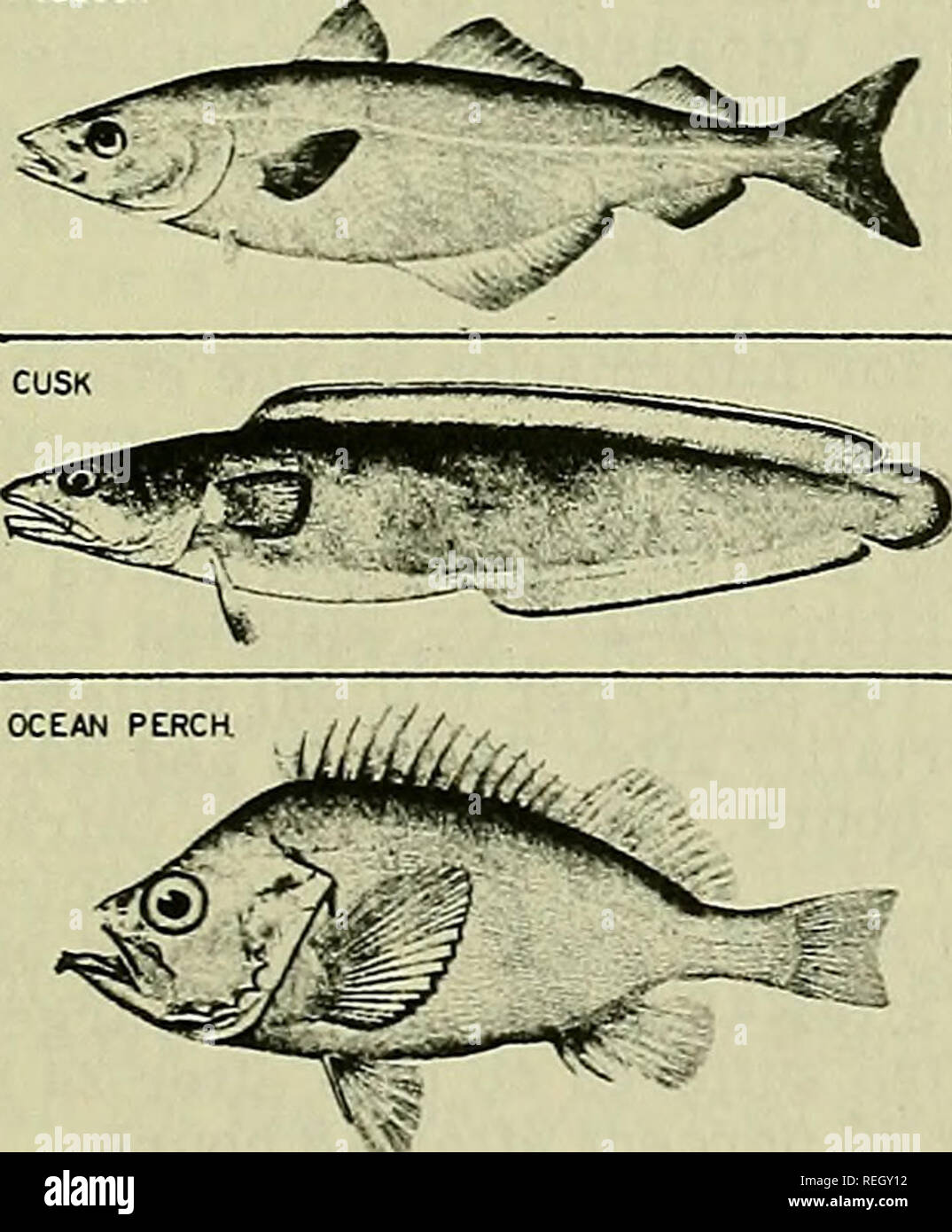 . Commercial fisheries review. Fisheries; Fish trade. The report covers