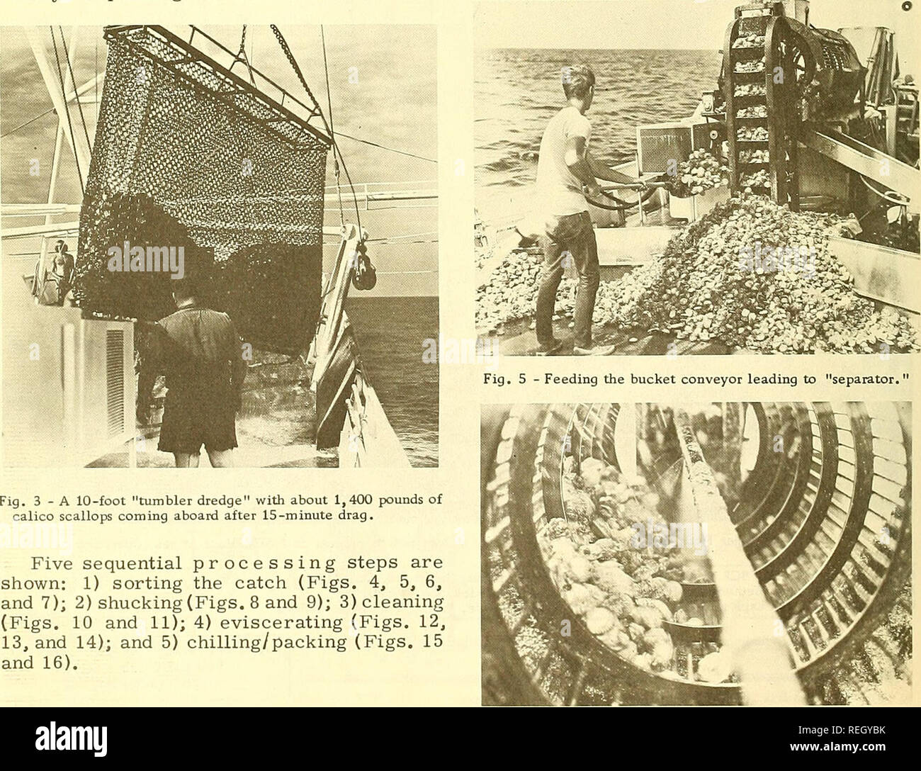 Shucking scallops hires stock photography and images Alamy