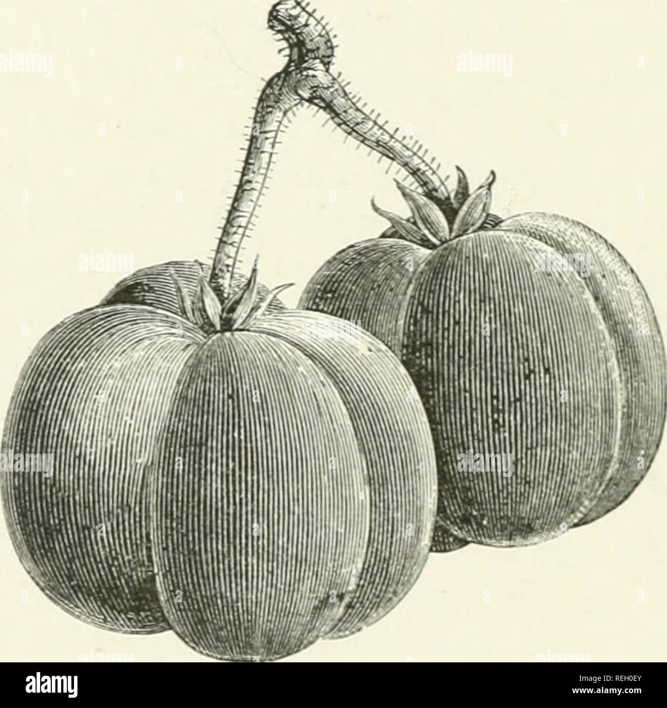 https://c8.alamy.com/comp/REH0EY/commercial-botany-of-the-nineteenth-century-a-record-of-progress-in-the-utilisation-of-vegetable-products-in-the-united-kingdom-and-the-introduction-of-economic-plants-into-the-british-colonies-during-the-present-century-botany-economic-botany-40-commercial-botany-mr-morris-which-shows-the-increased-values-during-the-forty-years-ending-in-1885-1845-1865-1885-apples-oranges-lemons-ampc-158098-1131183-3619788-nuts-almonds-ampc-80682-424866-701910-currants-eaisins-fig3-ampc-648108-1629935-3265s25-886888-3185984-7587523-amongst-home-cul-REH0EY.jpg