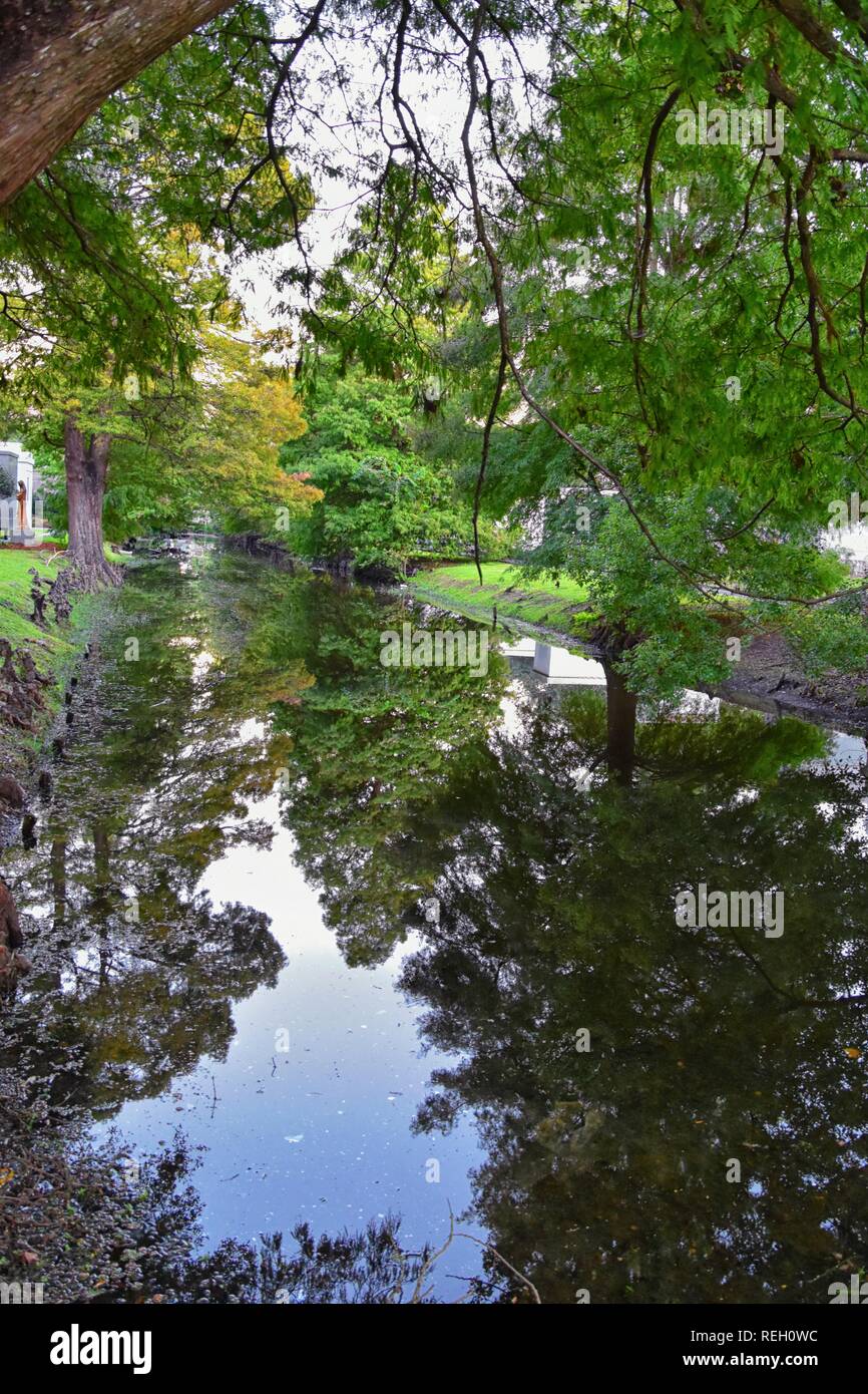Views of trees and unique nature aspects surrounding New Orleans
