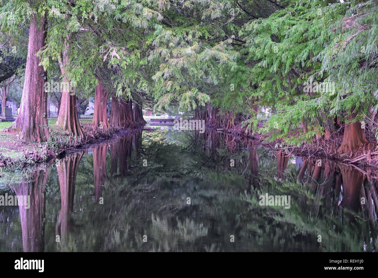 Views of trees and unique nature aspects surrounding New Orleans