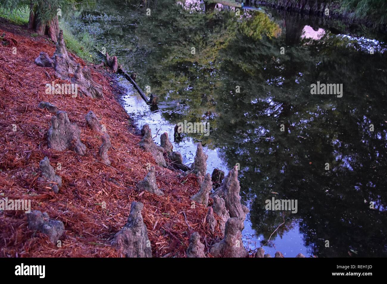 Views of trees and unique nature aspects surrounding New Orleans