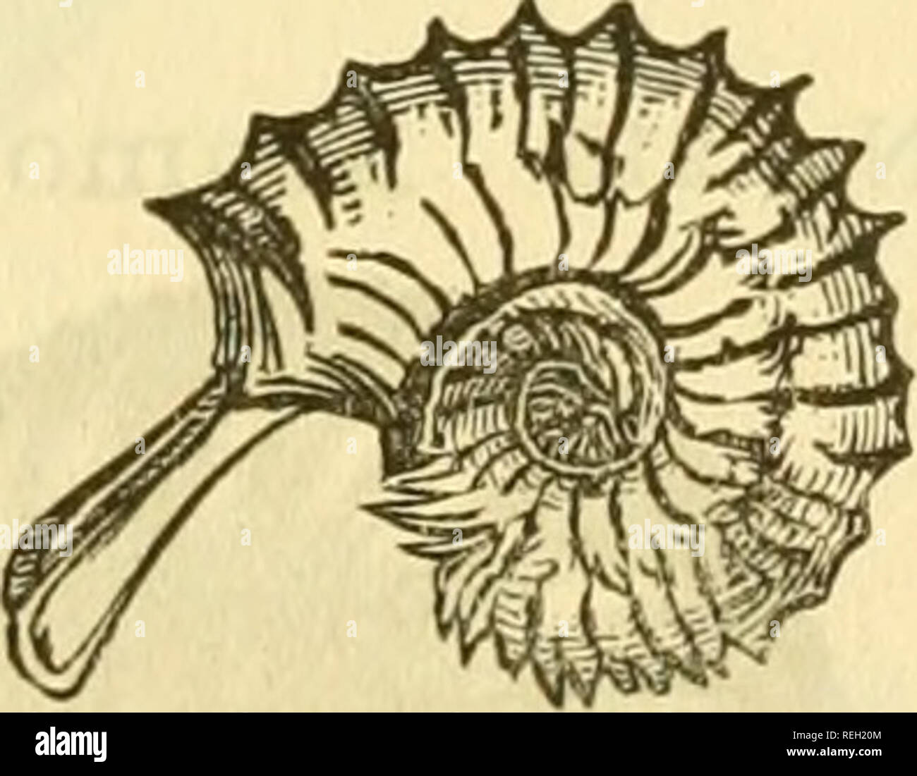 College collection of palaeontology. No. 208. [503, Cast 