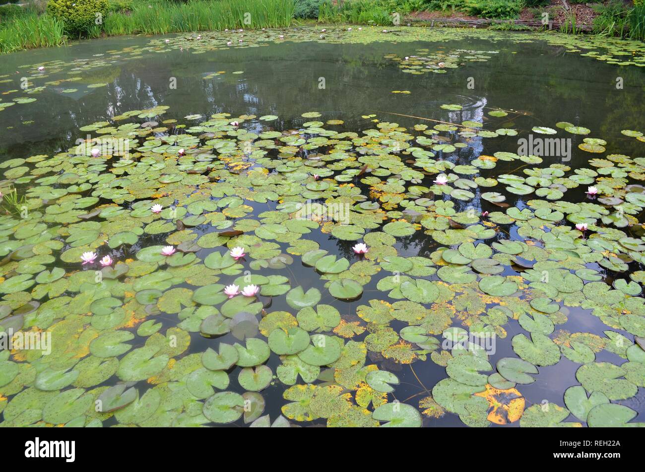 Cool water lily hi-res stock photography and images - Alamy