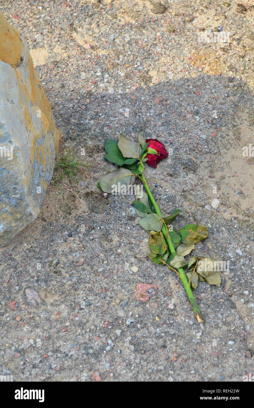 Rose on the ground Stock Photo Alamy