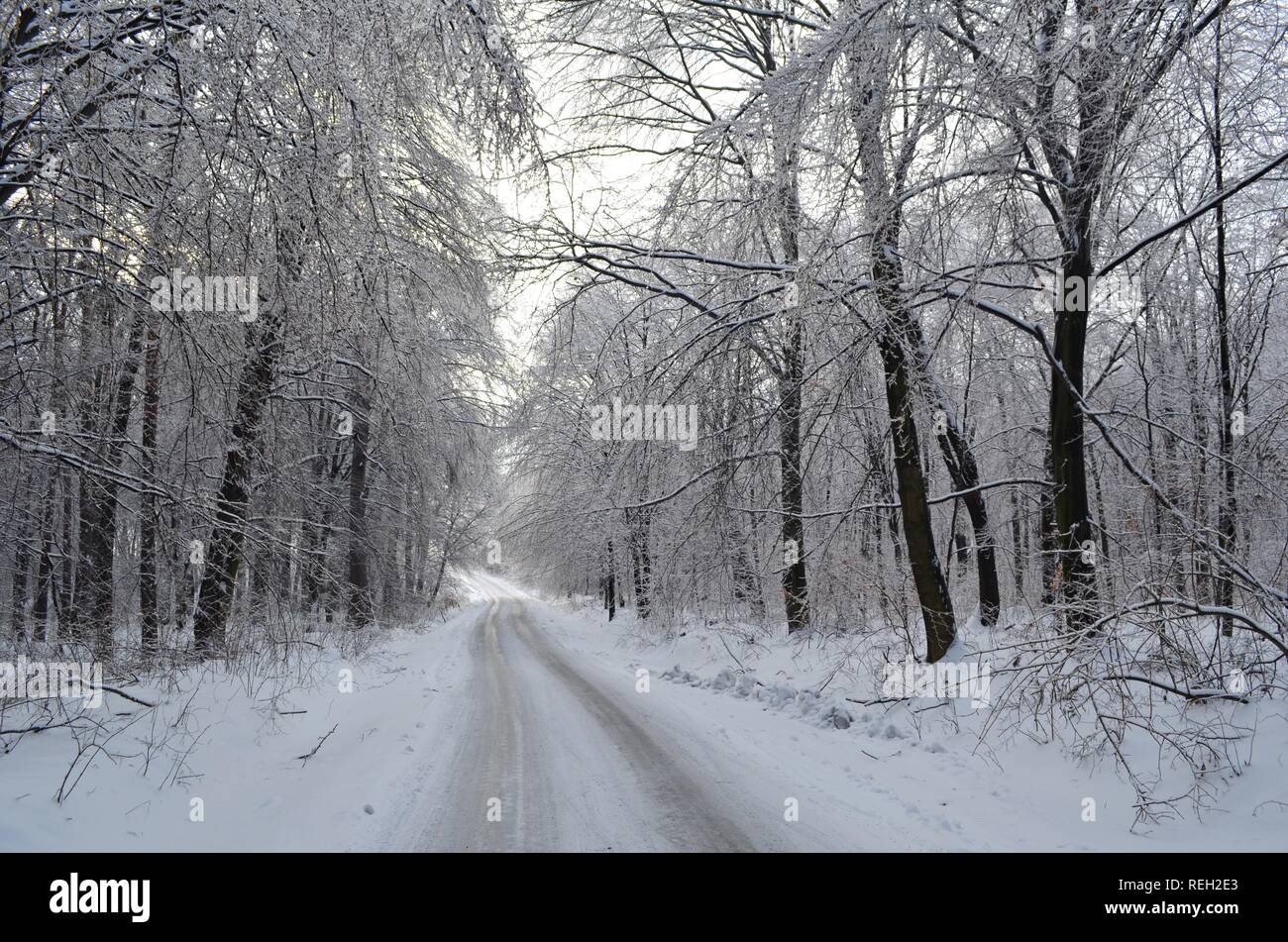 Ice trees in snowy forest hi-res stock photography and images - Alamy