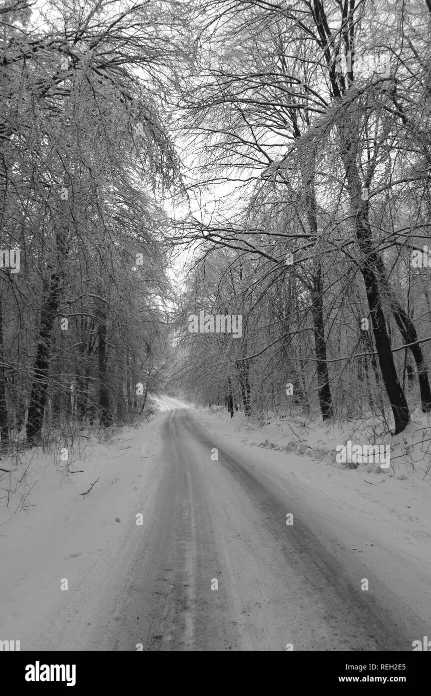 snowy road in winter forest Stock Photo