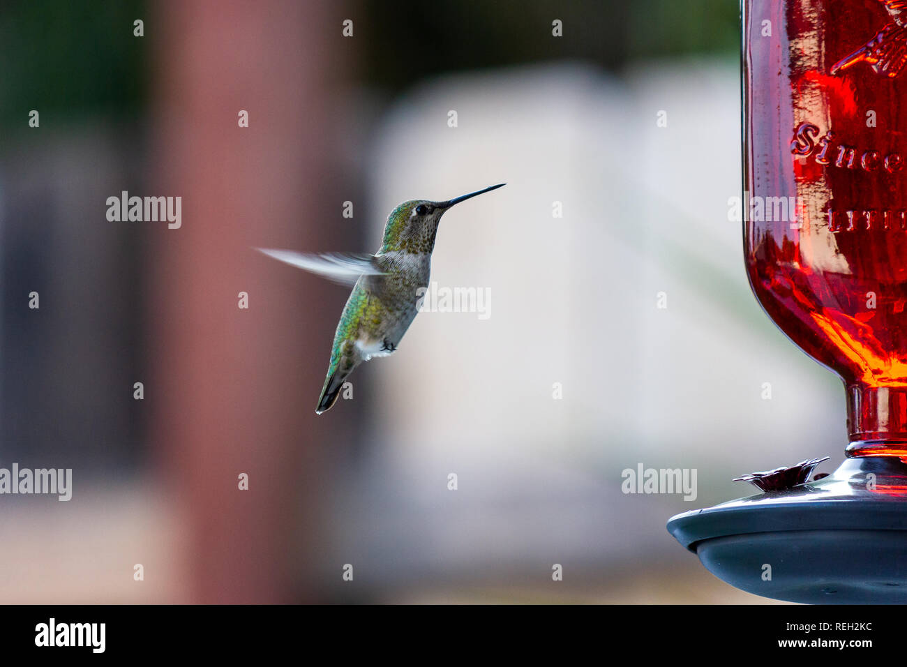 Thirsty hummingbird coming to feeder for a drink Stock Photo Alamy