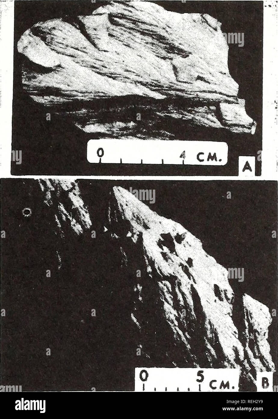 . Collected reprints / Atlantic Oceanographic and Meteorological Laboratories [and] Pacific Oceanographic Laboratories. Oceanography Periodicals.. FIGURE 1 — A. Fragment of shatter- coned Permian dolomite from the Sierra Madera astrobleme in Texas. The horse- tail-like packets of converging striations are a hallmark of this type of shock frac- turing. B. A nest of shatter ccnes about 10 inches across in a fragment of Knox dolomite from the central uplift of the Wells Creek Basin astrobleme of Tennessee. The stacked, shoulder-upon-shoulder aspect of the cones, the striations and the common orie Stock Photo