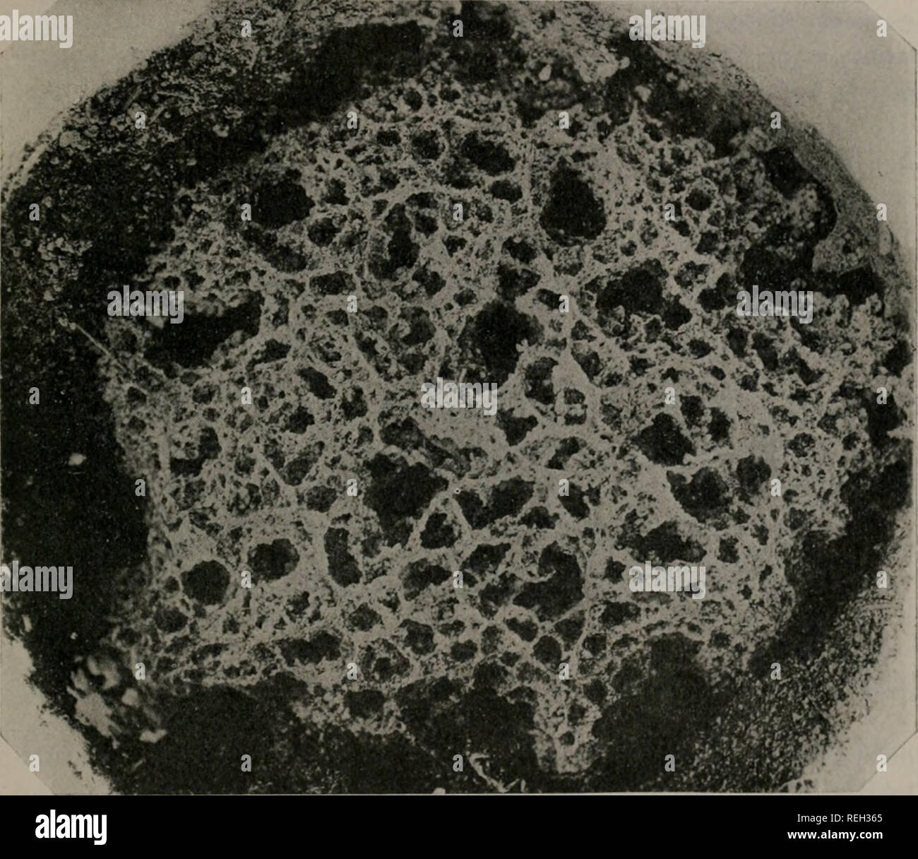 Collected Papers On Ants Ants 1907 J Wheeler Fungus Growing Ants Of North America 739 There Is The Same Beautiful White Mycelium With Hvplme 6 8 In Diameter Everywhere Threading And Covering The