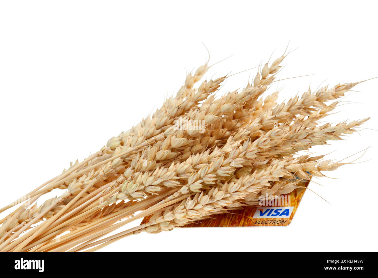 Stalks of wheat ears and credit cart isolated on white background Stock Photo