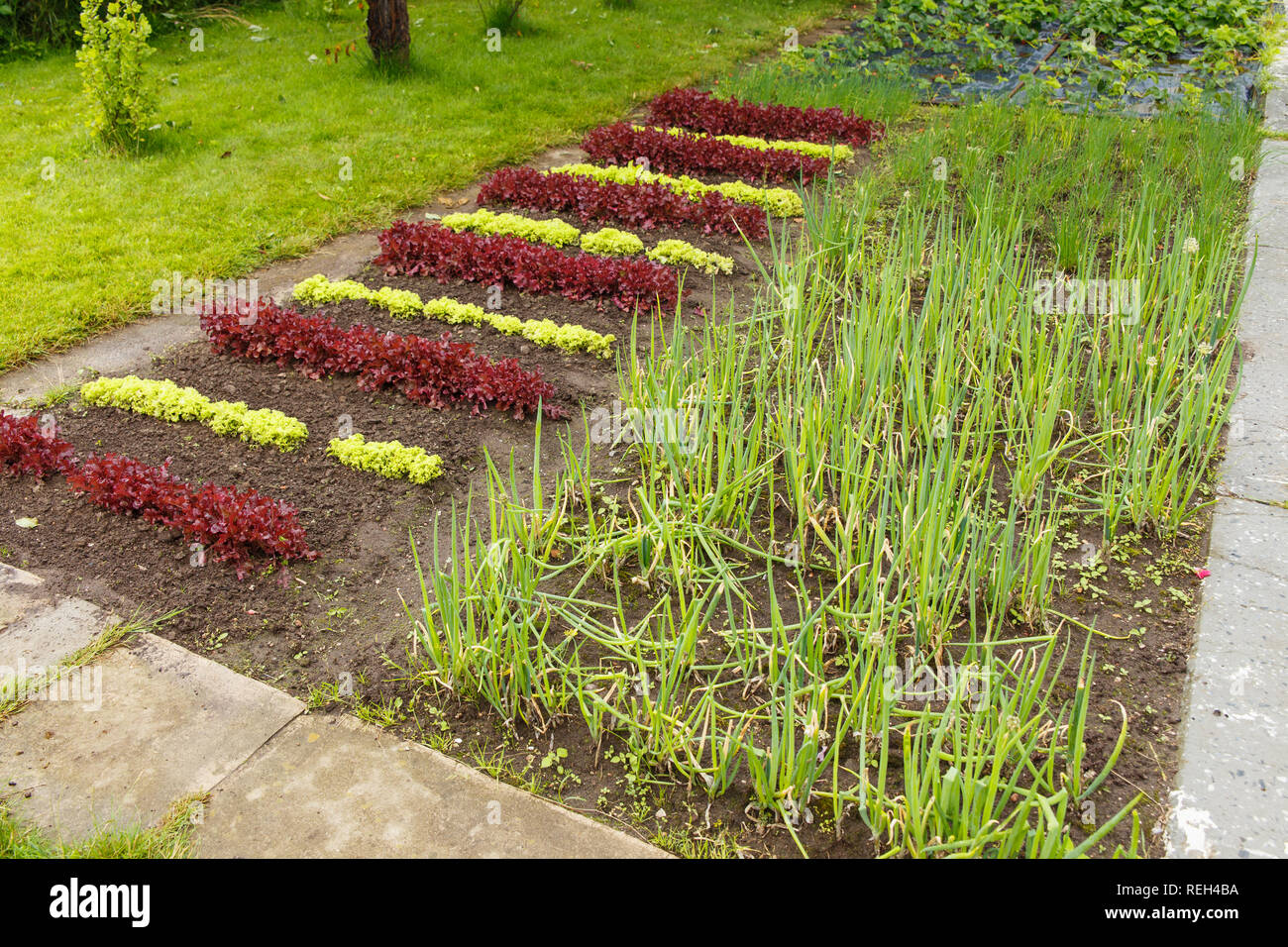 The beds with onions and lettuce in the garden Stock Photo Alamy