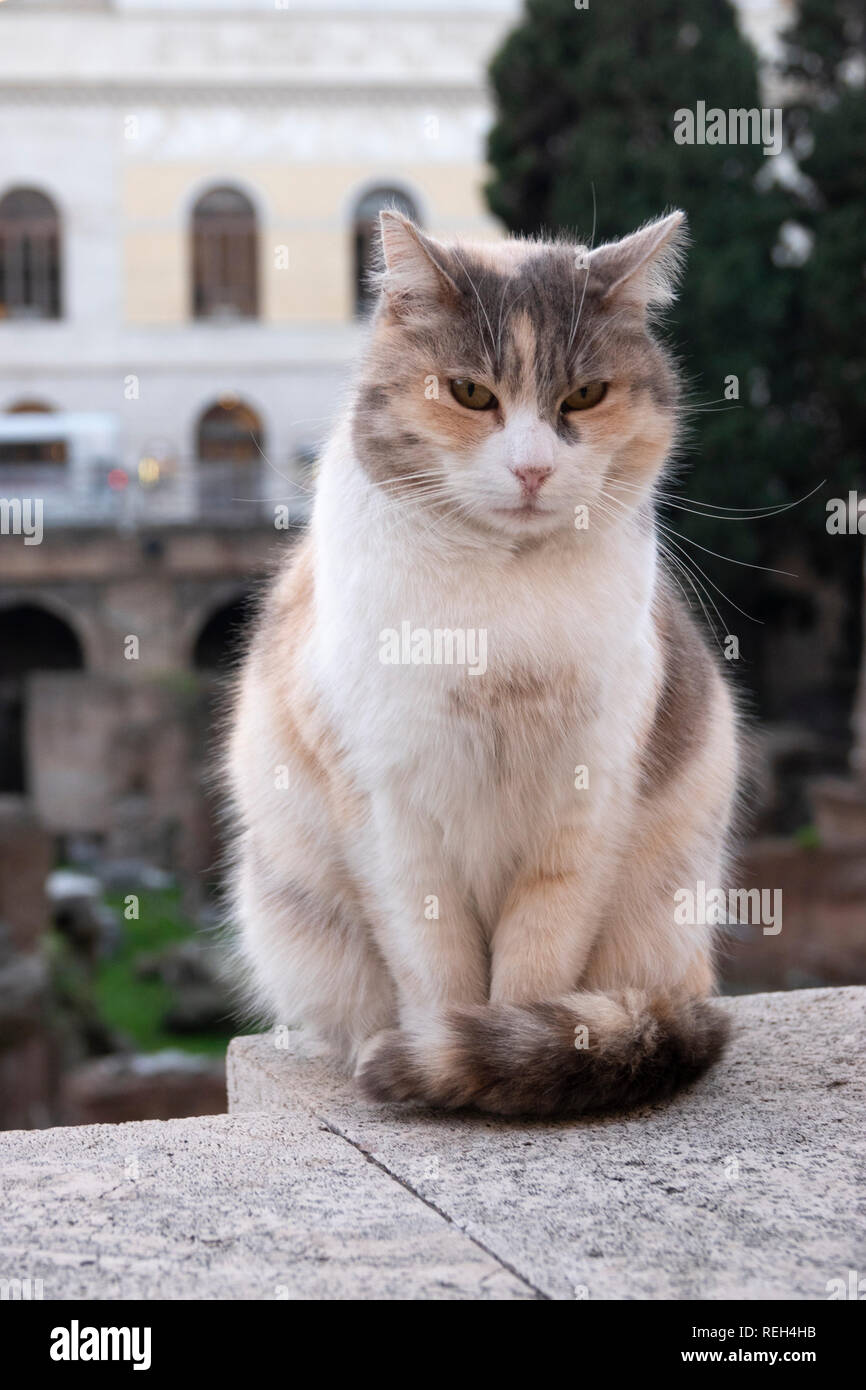 Europe Italy Rome Largo di Torre Argentina Home of the Cat Sanctuary and Roman Ruins Stock Photo