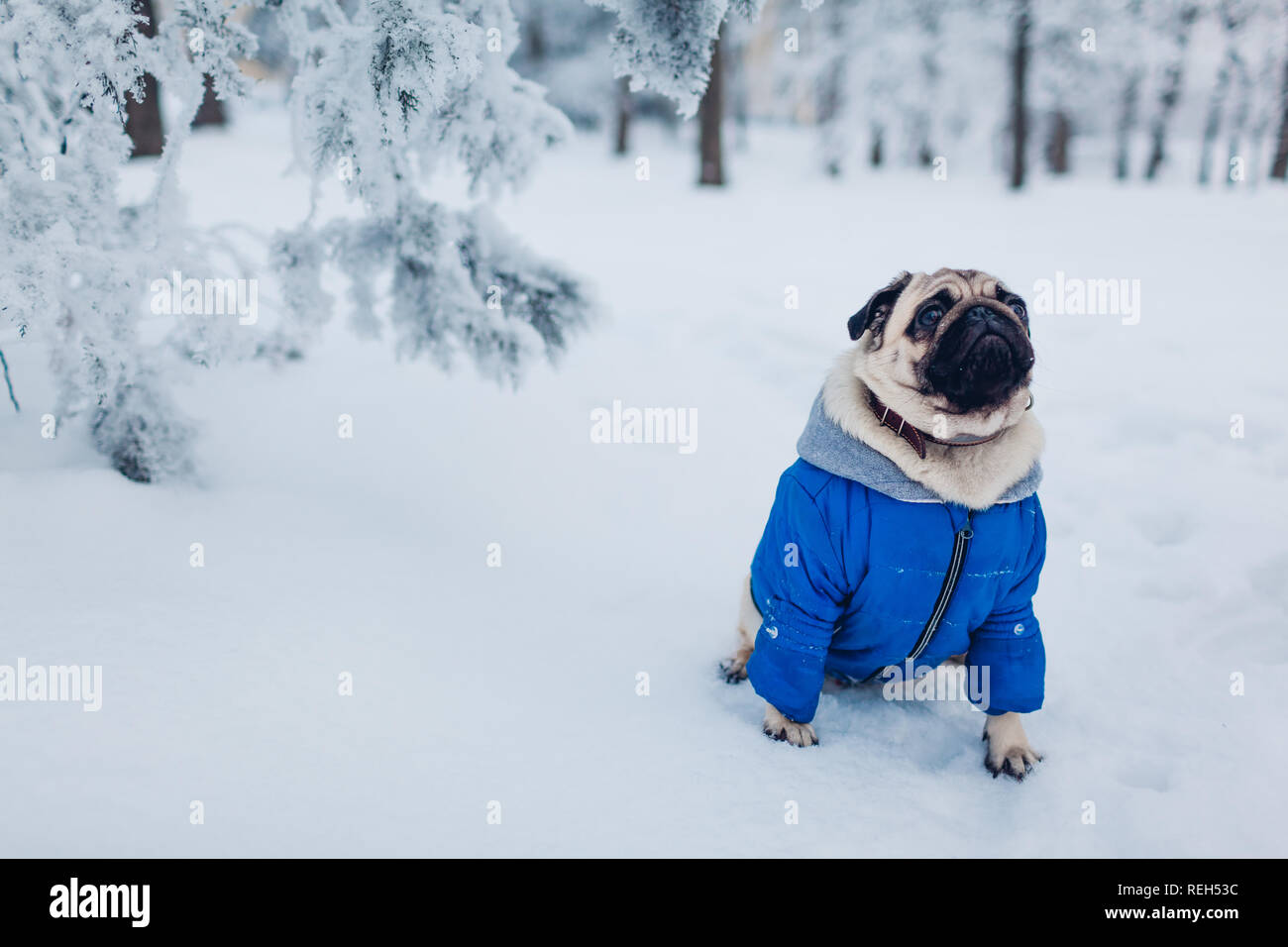 Pug Clothes Stock Photos & Pug Clothes Stock Images - Alamy