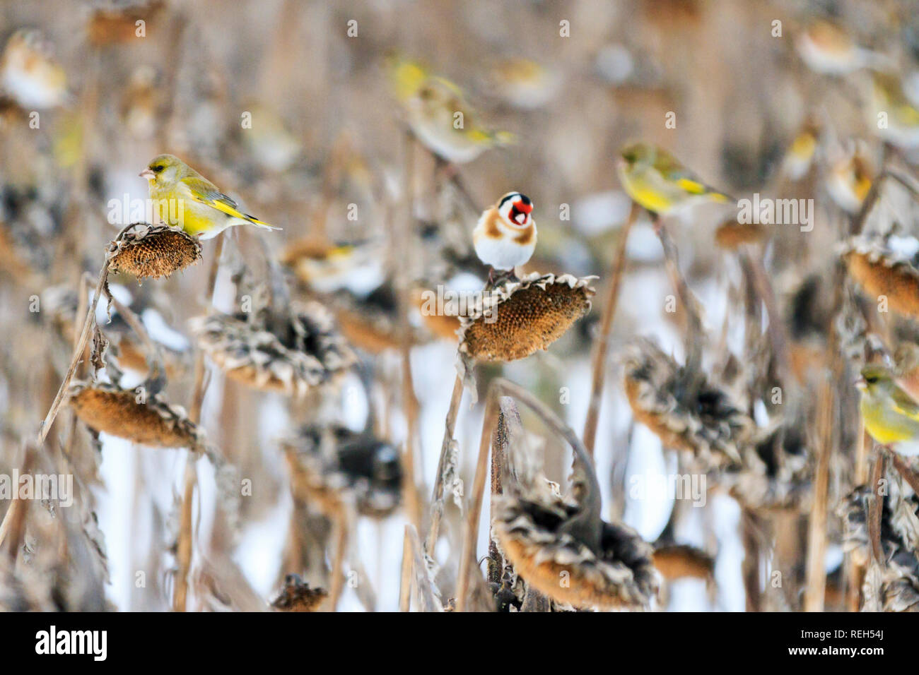 birds eat sunflower seeds in a winter field Stock Photo Alamy