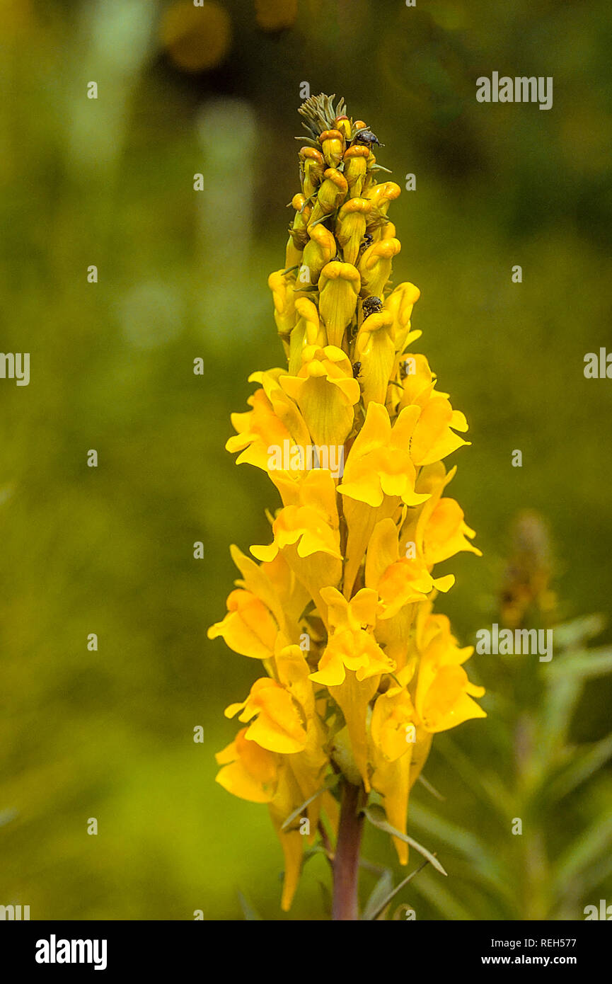 Common Toadflax with lots of vine weevils on top of flower. Stock Photo