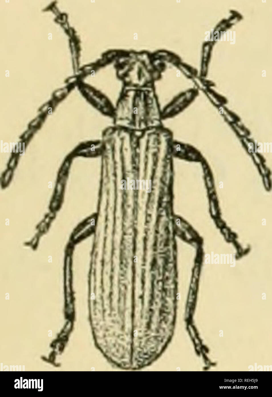 Coleoptera. Vol. I. [Longicornia. Part I.]. Beetles; Cerambycidae.  PYBOCALYMArA. 89 prostenmm narrow, A'ery slightly dilated posteriorly ; the  coxae prominent, closely approxiniated to each other, the acetabula  ungulate outwards and open