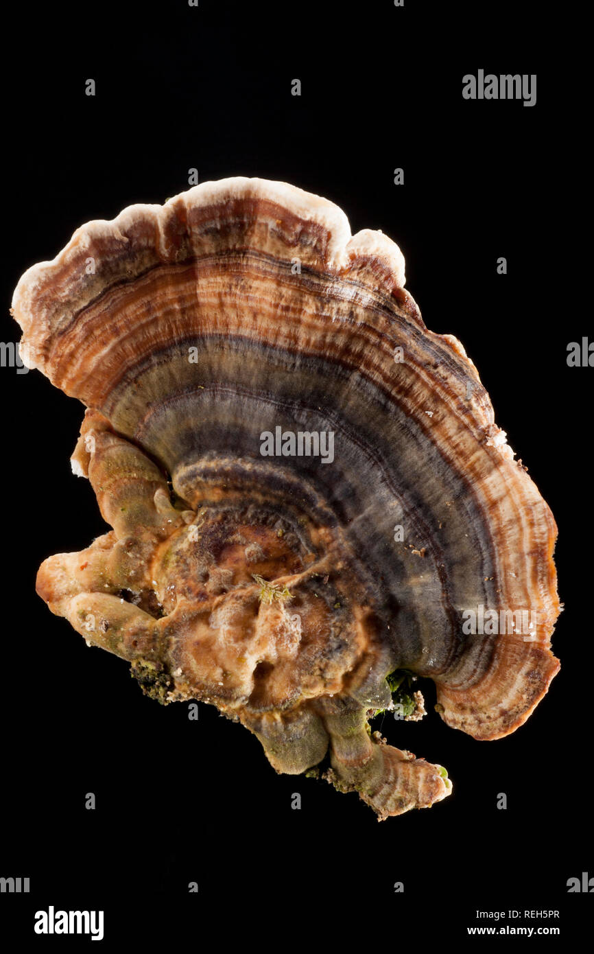 An example of turkey tail fungus, Trametes versicolor, photographed in a studio on a black background. Dorset England UK GB Stock Photo