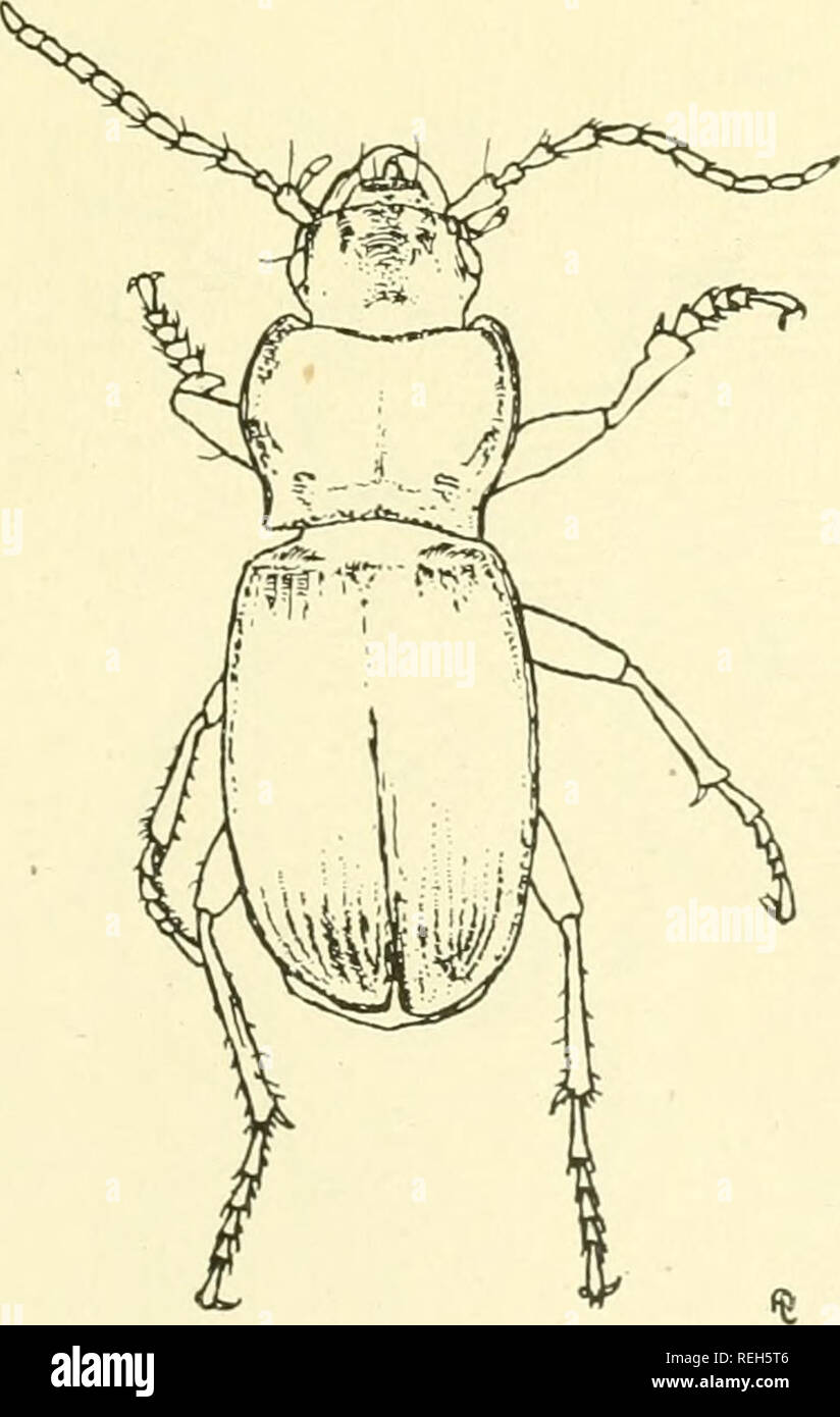 . Coleoptera illustrata. Beetles. Coleoptera Illustrata, Vol. I, No. 4. Plate XXXIII. Carabidac. 183. Pterostichus rhilensis, v. Rottenberg. <$ Long. 12 mm. Patria. Balkan Peninsula (Rhilo Dagh).. Please note that these images are extracted from scanned page images that may have been digitally enhanced for readability - coloration and appearance of these illustrations may not perfectly resemble the original work.. Notman, Howard. Brooklyn, N. Y Stock Photo