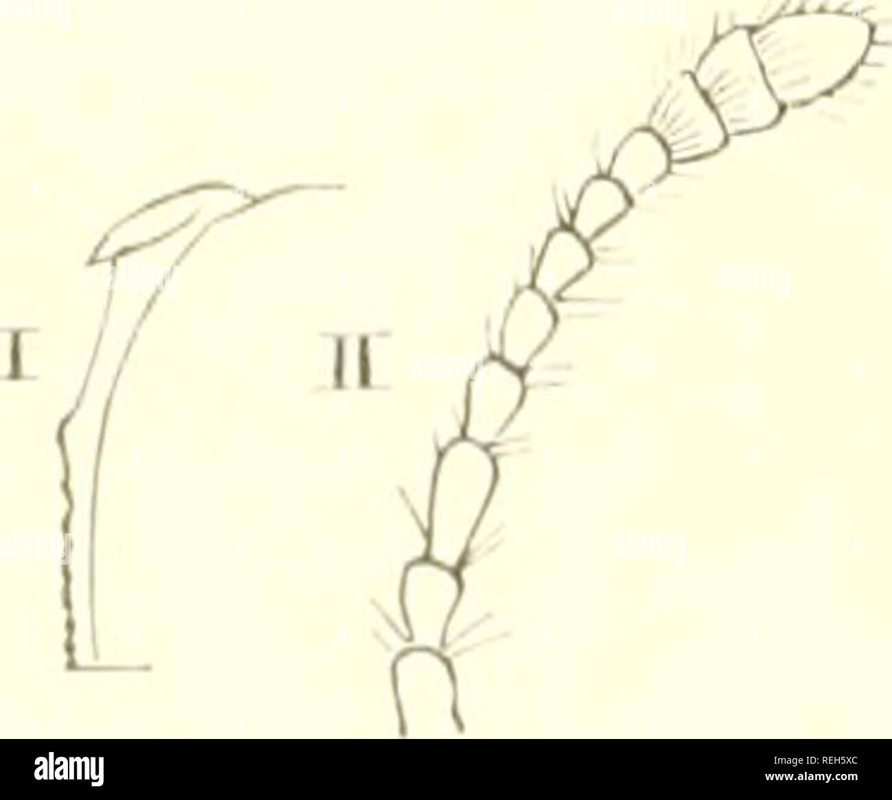 . Coleoptera Neerlandica : de schildvleugelige insecten van Nederland en het aangrenzend gebied. Beetles. 496 XXI. NlTIDULIDAE. â 18. RhIZOPHAGUS. XXII. Cryptophagidae. BelgiÃ« bij Hei'togemvalci; nok in Oldenburg, VVestfalen en bij Elberfeld , ( d ispa r Payl;.) Ilalsscbild iets langer dan breed. Kup in beide seksen smaller dan liet halsscliild. Liciiaani bruinzwart &quot;f donker roodbruin, glanzig; de s|)rictcn, de pooten, eene vlek voor licc uiteinde der dekschildcn en meestal ook cene sclioudcrvlek roestrood; de grondkleiir der dekscliildcn veelal licbtbrnin, de schouders en bet uiteinde  Stock Photo