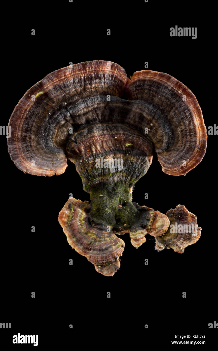 An example of turkey tail fungus, Trametes versicolor, photographed in a studio on a black background. Dorset England UK GB Stock Photo
