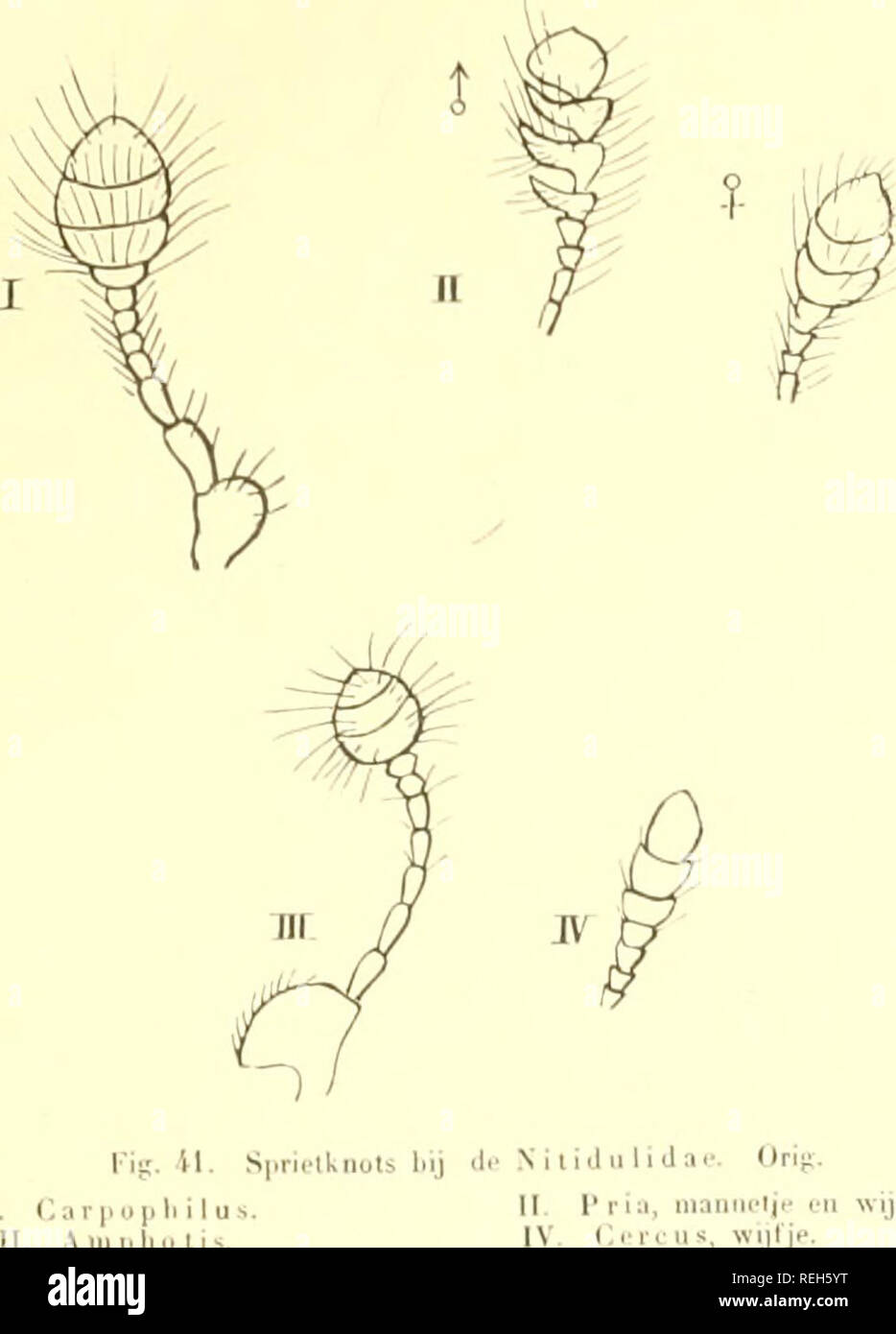 . Coleoptera Neerlandica : de schildvleugelige insecten van Nederland en het aangrenzend gebied. Beetles. XXI. NiTIDULIDAE. 467 XXI. Familie NITIDULIDAE. Dc/c iiiulcr (Icii iKumi v;iii „l'ilncni- ol' Glaiiskuvcrs'' IhjUciuIc insccicii zijn Uleiiic, meestal ccnkleurige, donkere, niet:i;ilgl;mzii;c, blauw- .&gt;('grocuacluige, rcxui-ol'geekiclitige, zcUlzaiiier lichter ol' ilonkcrder gevlekte kcvenjes.' Zij zijn meer ol&quot; nilmler eivormig, lirced-ovaal of cenigszins vierhoekig, soms lang-gestrekt, elliptiscli, zeldzïinier cyündervormig ol zell's bij uit- zondering ecnigszins biiH-kogelvormig Stock Photo