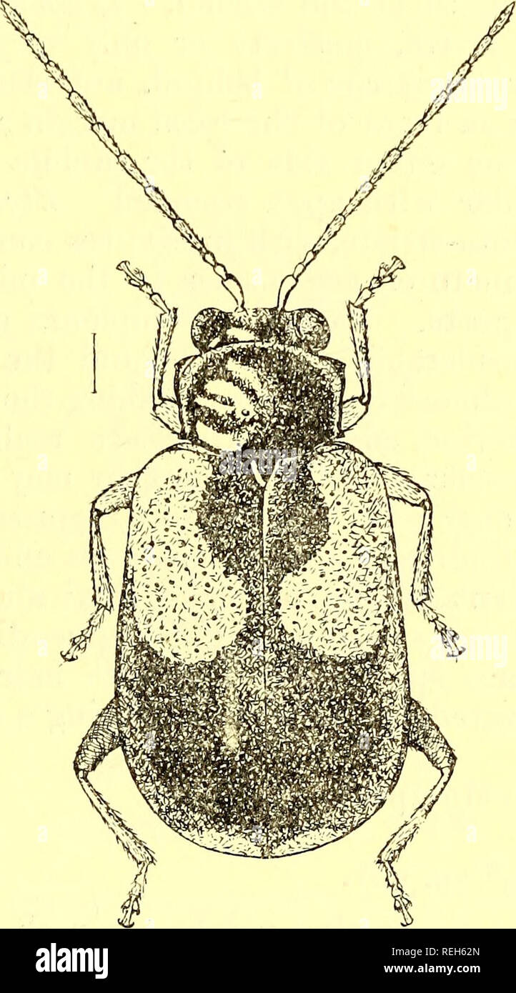 . Coleoptera. Chrysomelidæ. Chrysomelidae; Beetles. ASUXOSHA. 239 thickened, apical segment minute, conical, pointed. Prothorax quadrate or slightly broader than long, narrow behind, anterior and posterior margins almost straight, lateral margins straight, their edge gently undulated ; the anterior lateral angles are slightly expanded and each bears a fine seta ; the posterior angles are slightly produced, each similarly bearing a fine seta; surface convex in front, impunctate, each side depressed, the depressions containing a few scattered coarse punctures. Scutellum triangular with the three Stock Photo