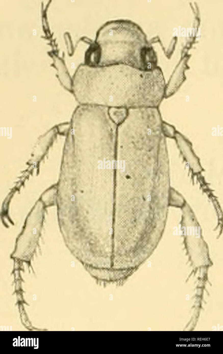 . Coleoptera: Lamellicornia. Scarabaeidae. 294 BUTELIN^.. setae, which are a little closer and longer upon the pygidium and lower surface. It is rather parallel-sided and moderately convex. The head is rugulose, the clypeus broad, with a strongly reflexed margin. Tlie pro- notum is short and broad, much broader than the head across the eyes, with deep, rather scattered punctures, the lateral mar- gins strongly rounded, the hind angles scarcely traceable. The scutellum bears a few punctures, and the elytra are rather strongly but not rugulosely punctured, with distinct double lines of punctures Stock Photo
