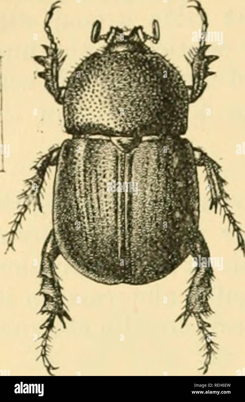 . Coleoptera: Lamellicornia. Scarabaeidae. 304 DYNASTIX.E. 278. Pentodon bengalense, sp. n. Black or piceous above and reddish beneath, with a few tawny hairs on the lower surface. The body is broadly ovate and convex and the elytra are only a little longer than the head and prothorax together. The head is finely rugose, with the clypeus short and tapering, sharply bidentate in front and separated from the forehead by a fine carina, which is angulate in the middle. The pronotum is broad and convex, strongly and rather closely and evenly punctured, with the hind margin a little impressed on eac Stock Photo