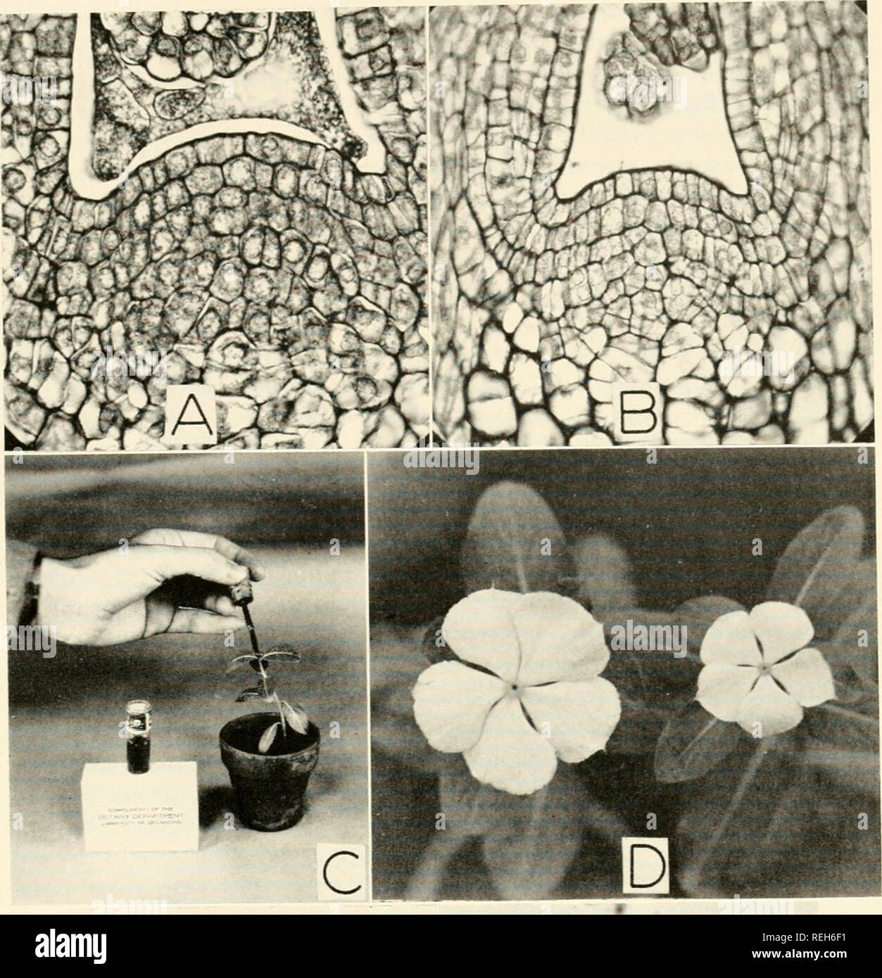 Colchicine In Agriculture Medicine Biology And Chemistry Colchicine Colchicine A Gt V A A A A V E C J Quot Quot A R Fig 14 1aa Comparative Study Of Vinco Rosea L Diploid And Tetraploid