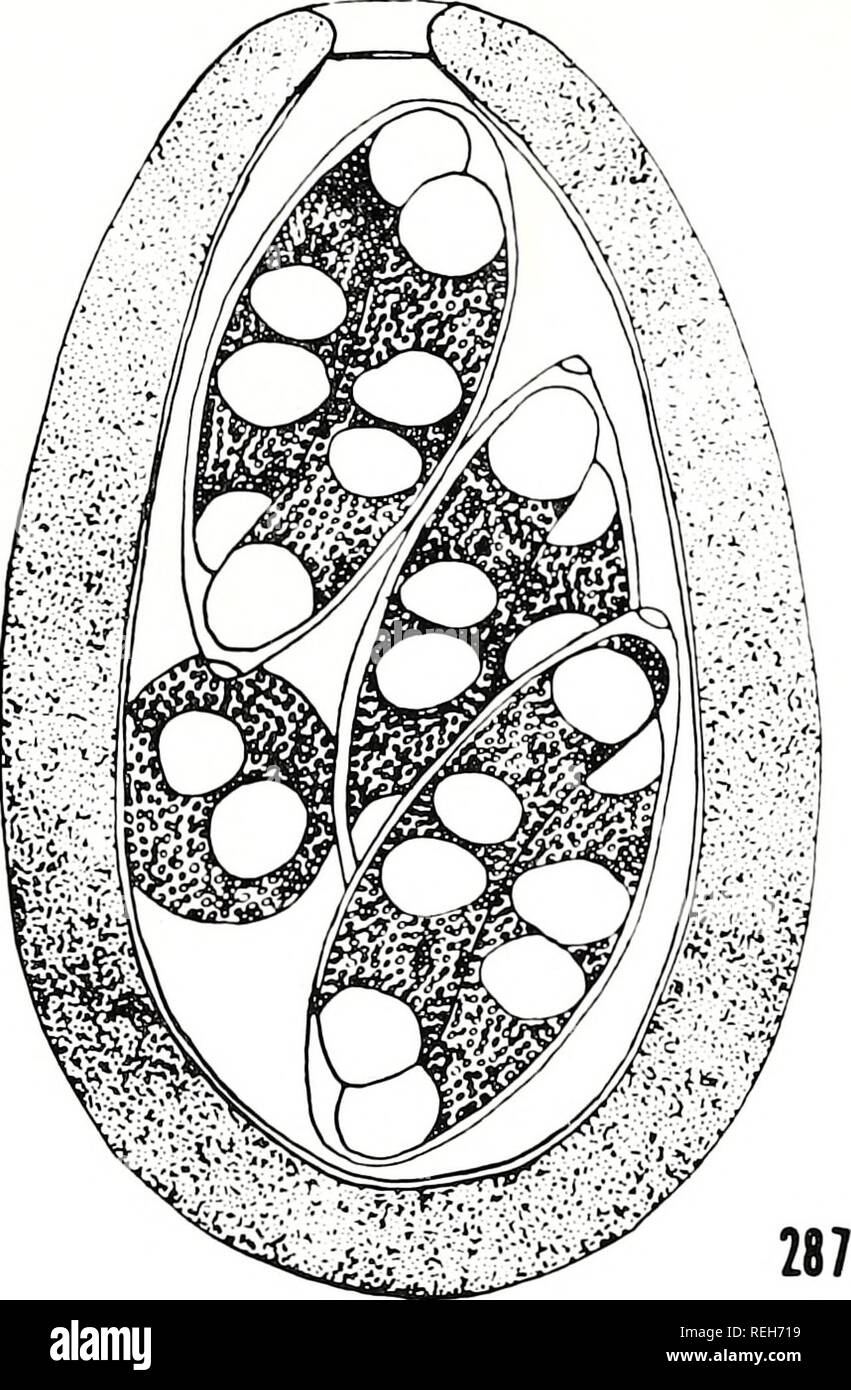 Sporozoa High Resolution Stock Photography and Images - Alamy