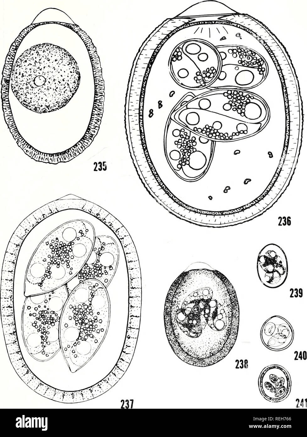 . The coccidian parasites (Protozoa, Sporozoa) of ruminants. Coccidia; Ruminants. 259. Plate 56 Figs. 235-23S. E. intricata Spiegl, 1925 from Ovis aries. Fig. 235. Sporulated oocyst (from Balozet, 1932a). X 1007. Fig. 236. Sporulated oocyst (from Shah, 1963). X 1739. Fig. 237. Sporulated oocyst (from Joyner e1 al., 1966). X 14S7. Fig. 23S. Sporulated oocyst (from Chevalier, 1965). X 732. Figs. 239-241. E. parva Kotlan, Mocsy and Vajda, 1929. Fig. 239. Sporulated oocyst from Ovis aries (from Chevalier, 1965). X 732. Fig. 240. Sporulated oocyst from Ca/pra hircus (from Chevalier, 1966). X 641. F Stock Photo