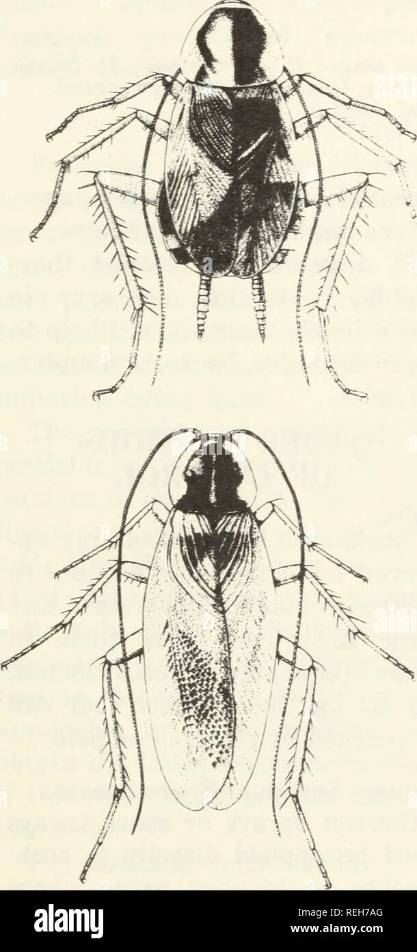 . Cockroaches how to control them. Cockroaches. Dust Apply an