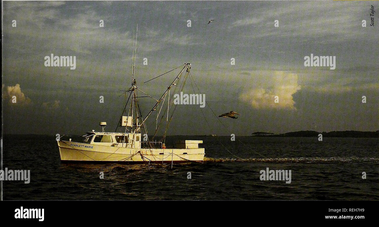 . Coast watch. Marine resources; Oceanography; Coastal zone management; Coastal ecology. ABOVE: A captain sets shrimp trawl nets in the water. CCA prefers that shrimpers use skimmer trawls over otter trawls, which Roberts argues drag the bottom and damage nursery areas for finfish. &quot;We need to do everything possible to reduce finfish bycatch,&quot; he adds. &quot;The skimmer trawl seems to minimize bycatch.&quot; Because of the controversy over shrimp trawling and decline in price due to foreign imports and other factors, DMF moved up the date for the state's first shrimp management plan. Stock Photo
