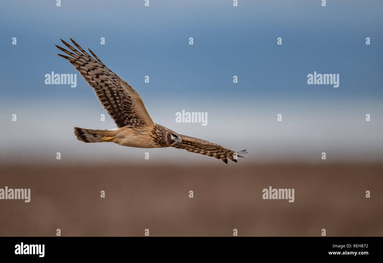 Harrier eagle hi-res stock photography and images - Alamy