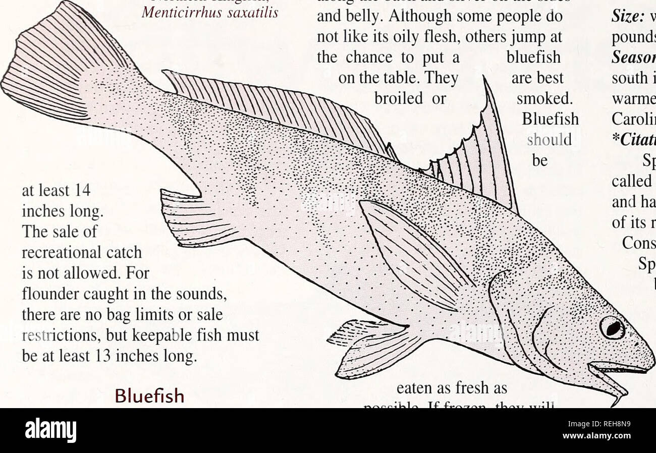 Menticirrhus saxatilis hires stock photography and images Alamy