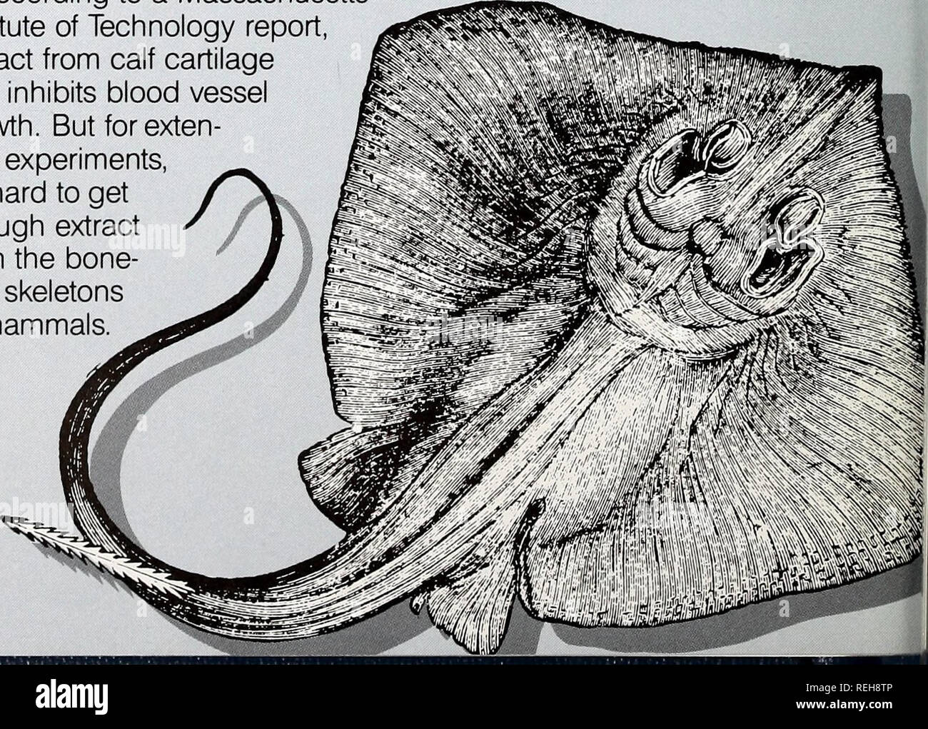 Mote marine laboratory hires stock photography and images Alamy