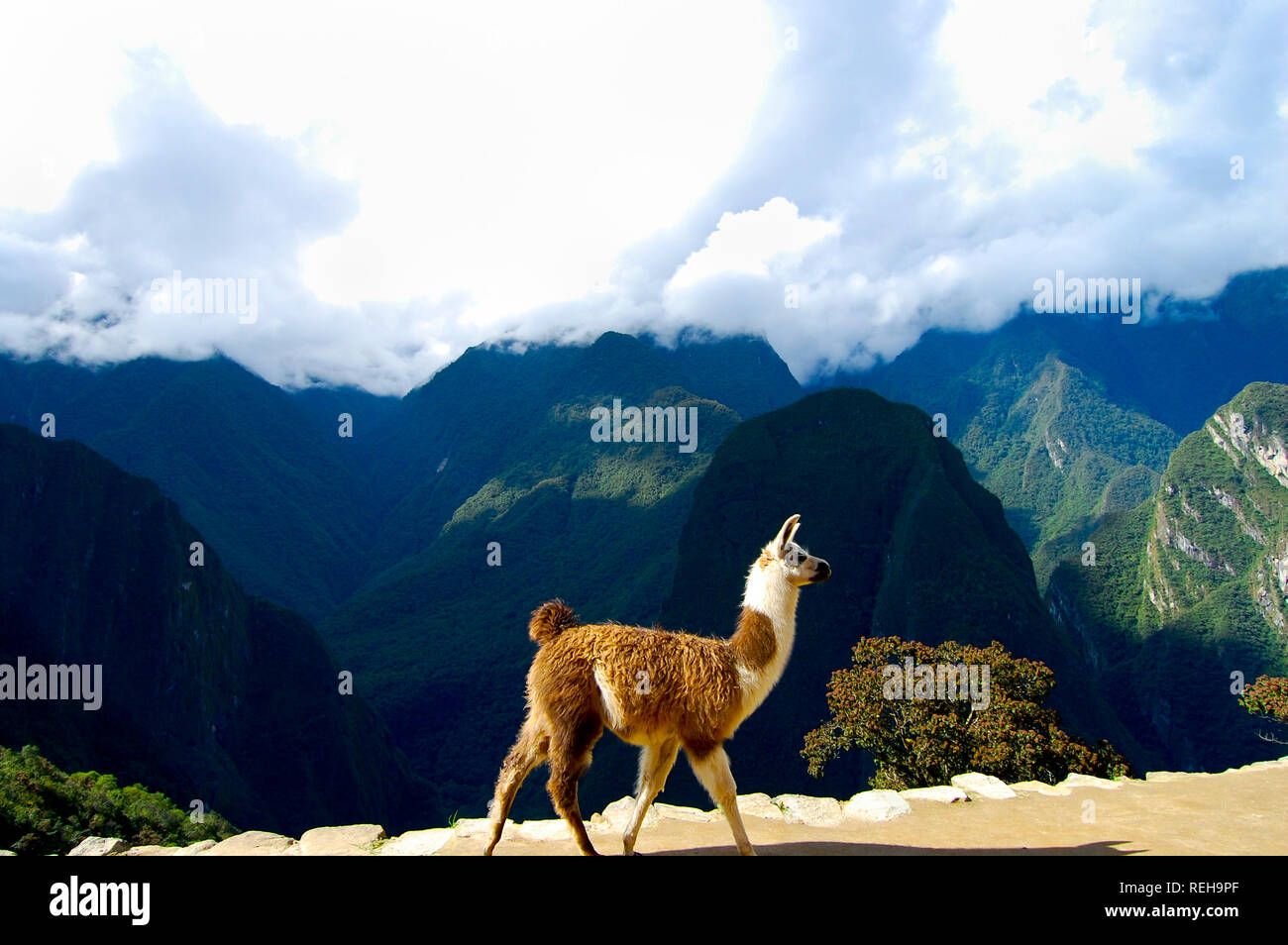 Llama in Machu Picchu - Peru Stock Photo